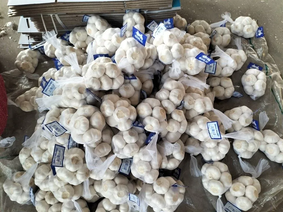 Net vasi hvítlaukur